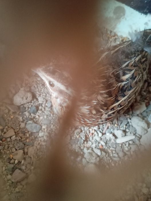 Беданалар сотилади