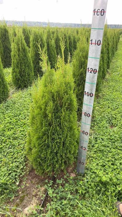 Ели туи из России