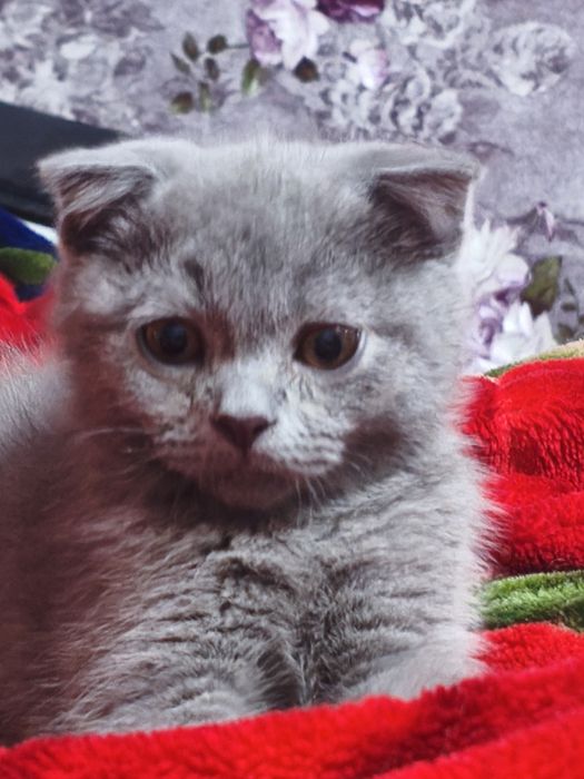 Продаётся котёнок шотландский веслоухий 3 месяца