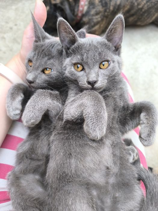 Отдам котят в хорошие руки
