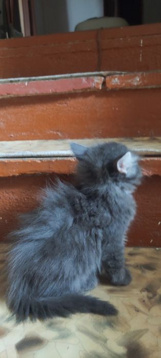 Милые котята в добрые руки