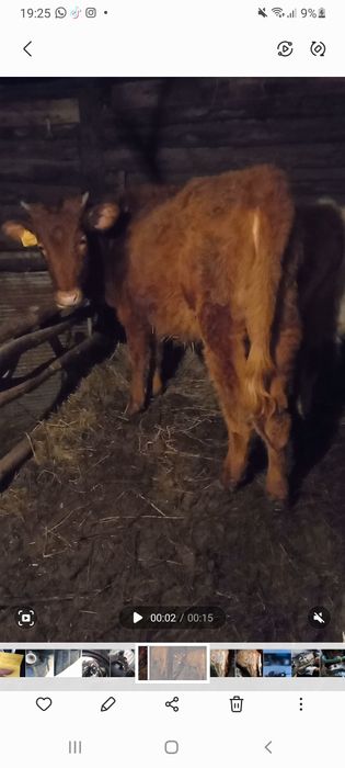 Продам телку 10 месяцев