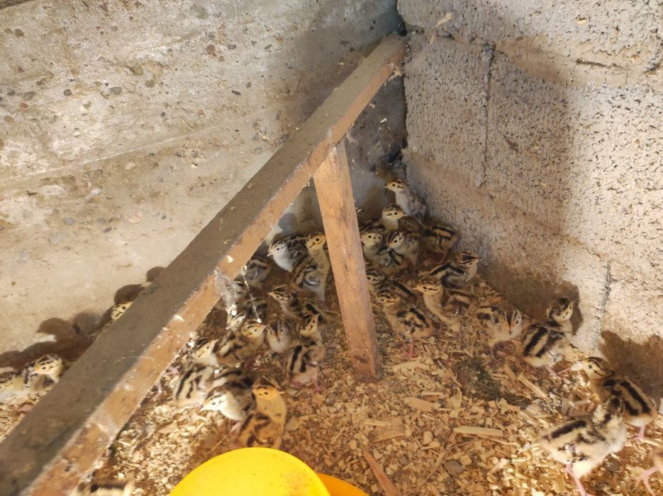 Кавказ фазан катта ва чўжалари сотилади