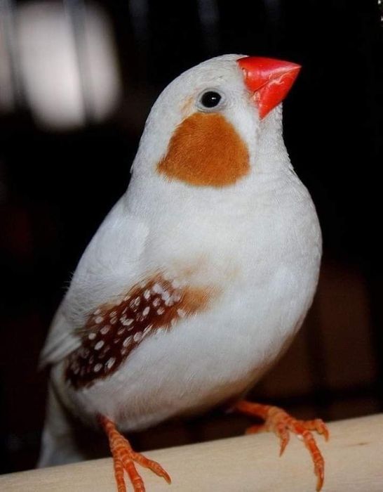 Продается Японский амадин