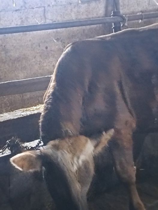 Сельхозживотное быки