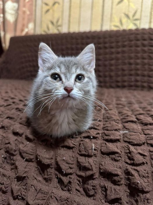 Ласковая кошечка ищет семью