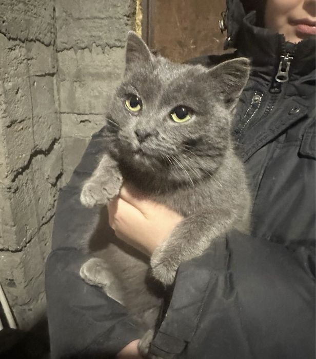 Отдам котенка в добрые руки