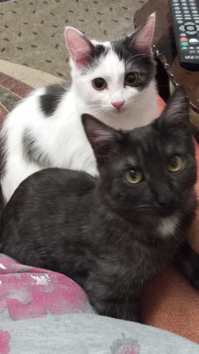 Ищем любящих хозяев котятам