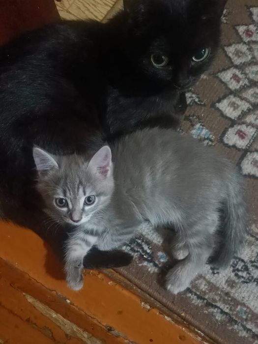 Отдам котенка девочка
