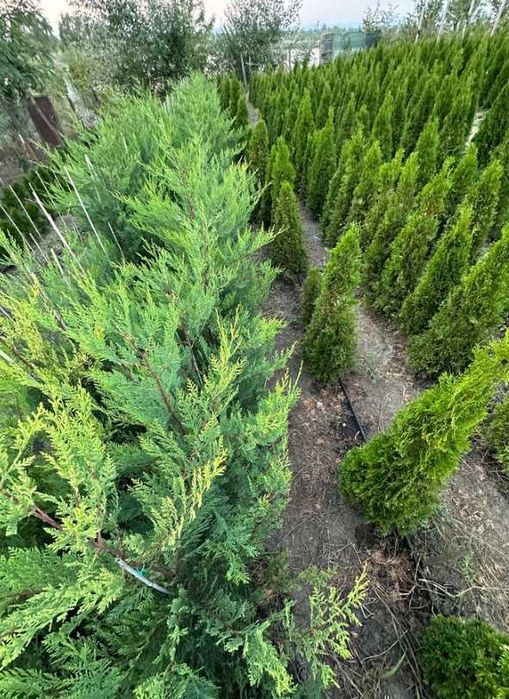 Leylandii Cupressocyparis Plante Pentru Gradina dumneavoastra
