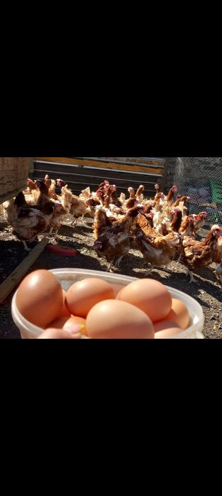 Vând găini ouătoare tinere și grase