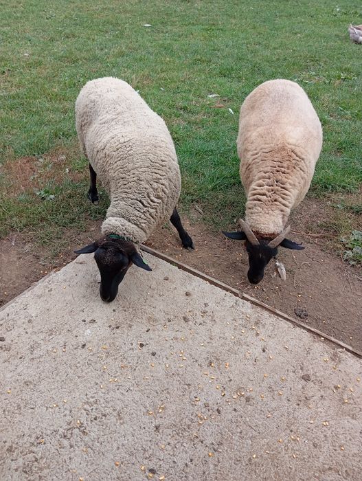 Oi sufok 4-5 ani marlite