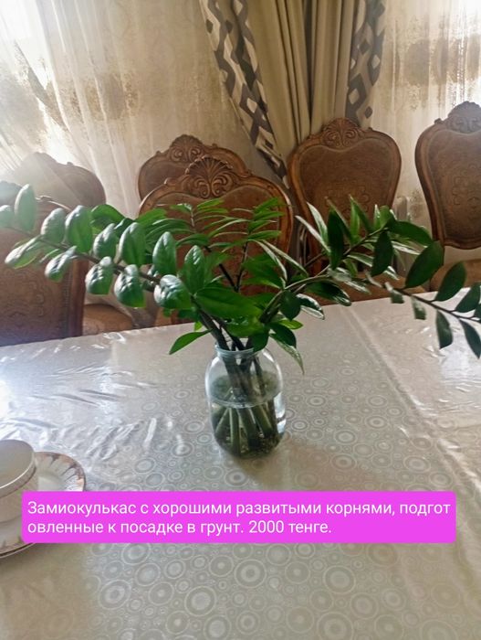 Замиокулькас Цветы