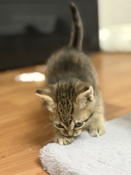 Отдам котенка в добрые руки