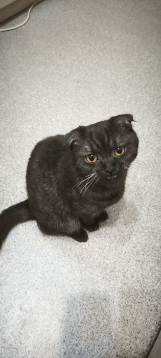 В добрые руки кошка