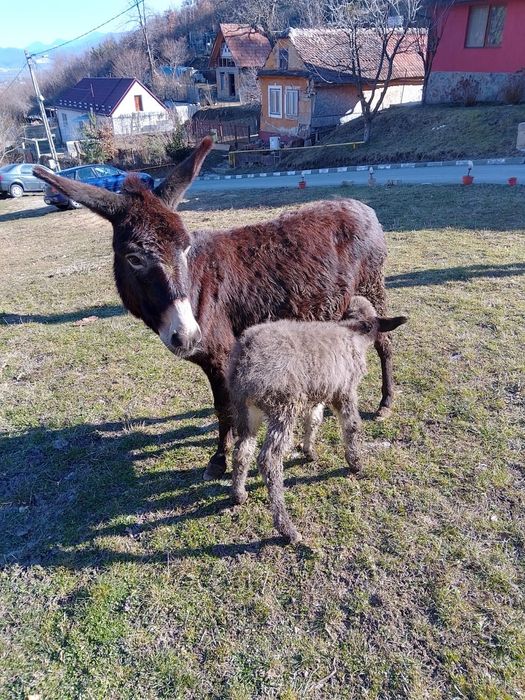 De vânzare magarita cu pui și măgar armăsar
