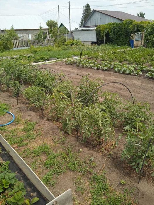 Продам дачу в СО "Геолог"