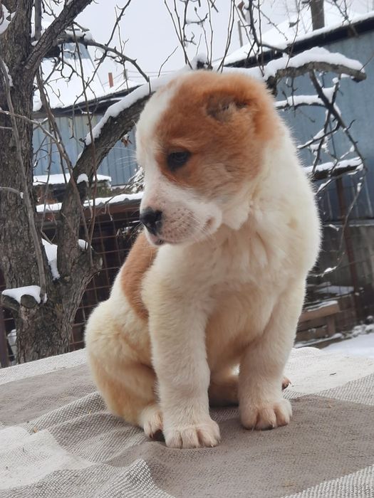 Породные щенки САО Алабай