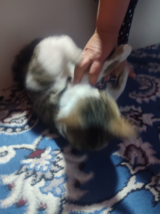 Uy mushugi. Ozoda va pok mushuk. Stressi bor odamlar uchun