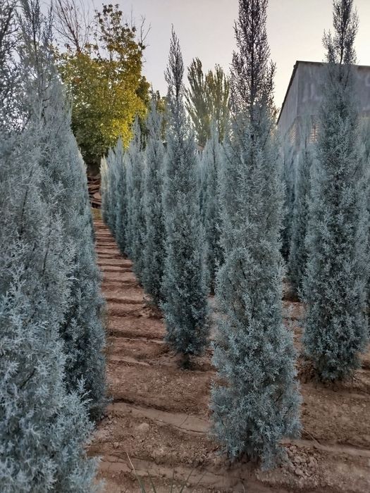 Кипарис Аризонский Италия