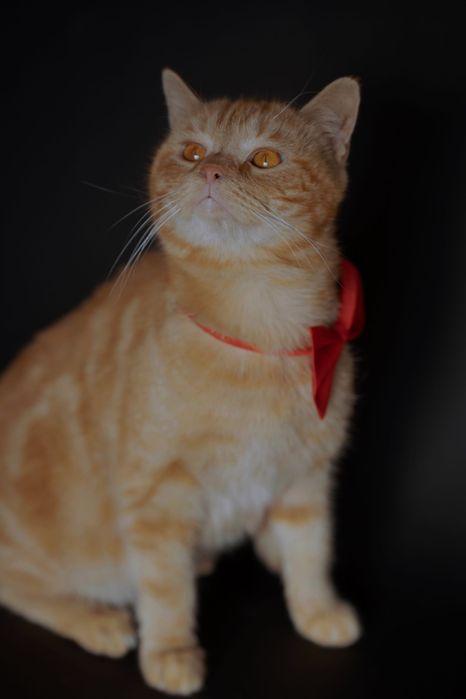 Кошки в добрые и ответственные руки