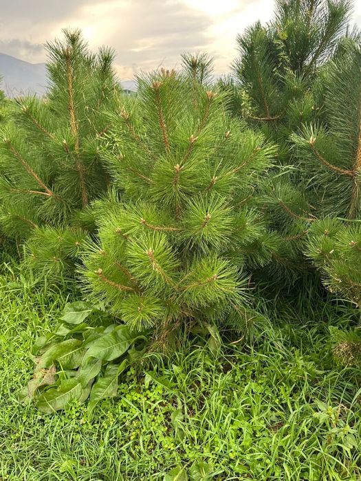 Можжевельник скальный. Можжевельник Стелющися. Сосна Крымский. Сосна