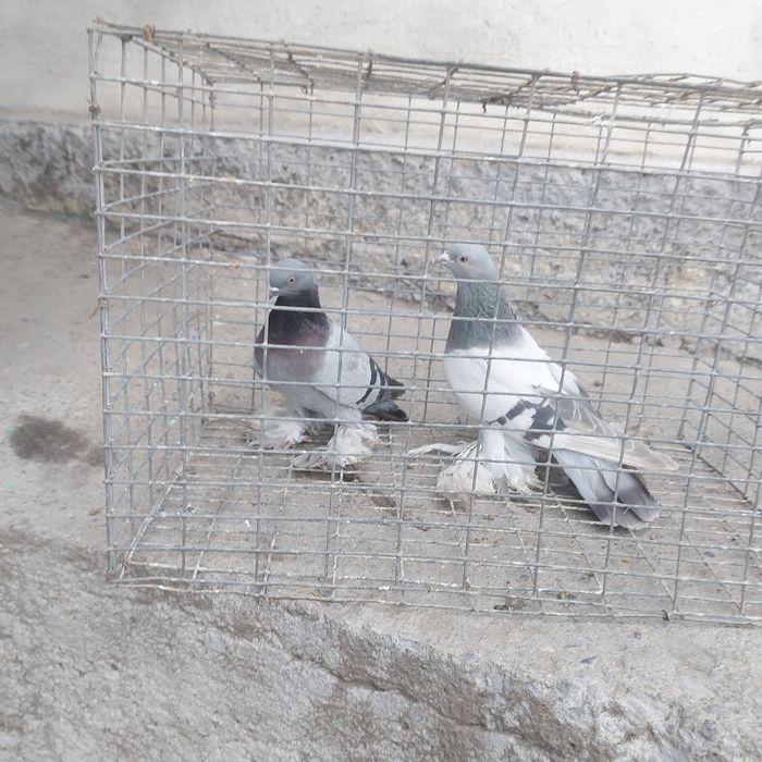 Уди самец тяга 15 20 метров