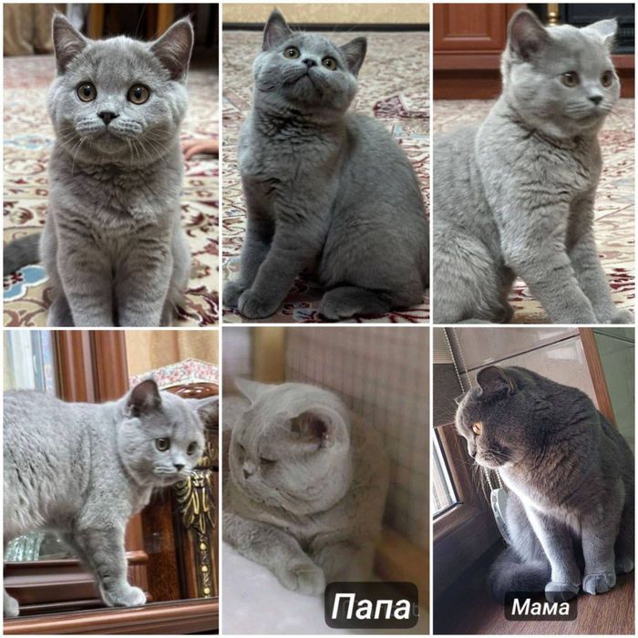 Aktrisa Elena Panovaning samimiy fotosuratlari