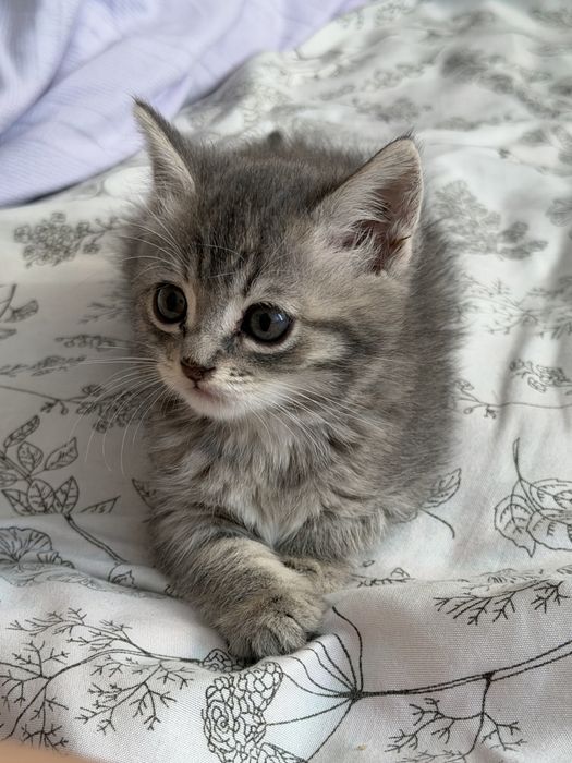 Отдам котёнка в добрые руки!