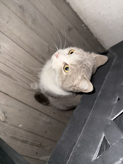 Отдам кошку в добрые руки