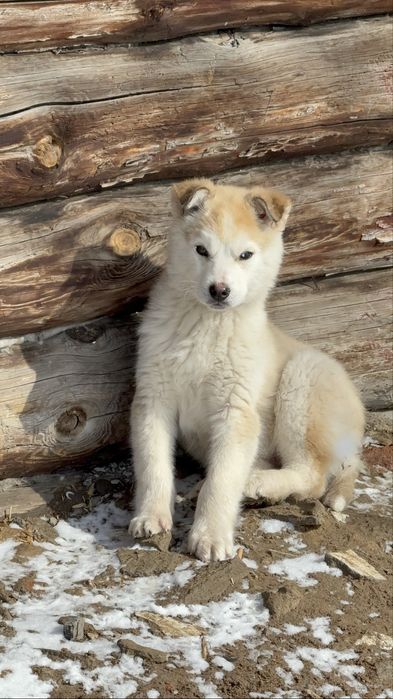 Продам щенка хаски