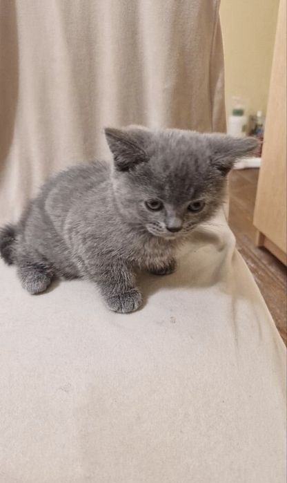 Британские котята