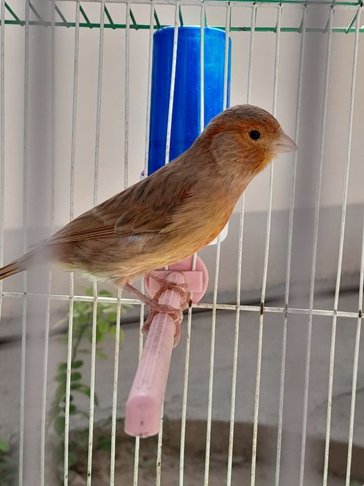 Kanareyka , Izabella