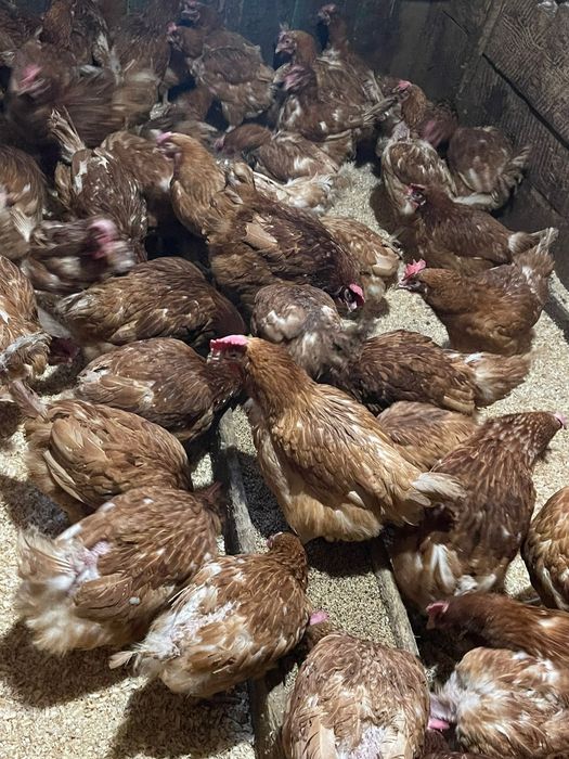Продаётся куры несушки
