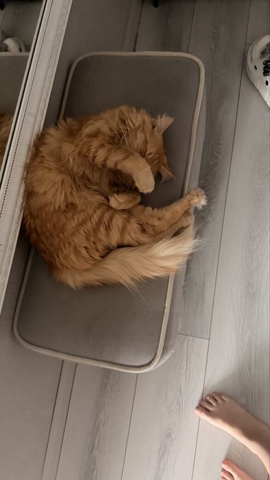 Отдам кота в добрые руки