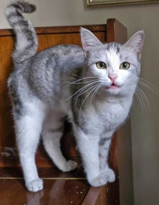 Кот тигр-альбинос