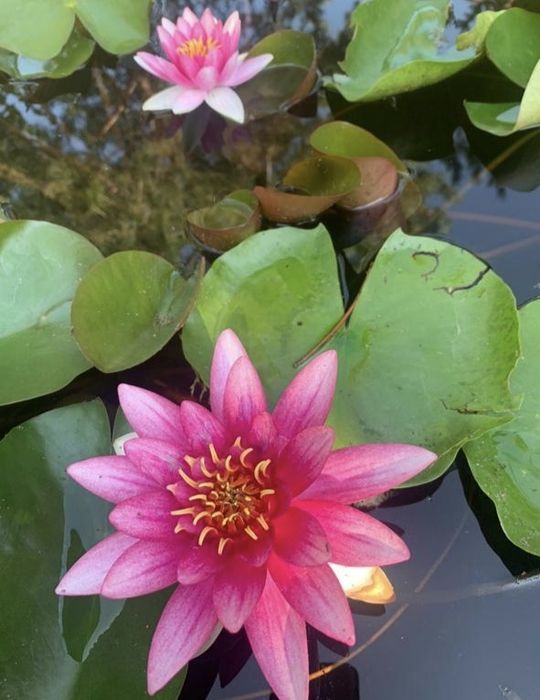 Продам водянные лилии