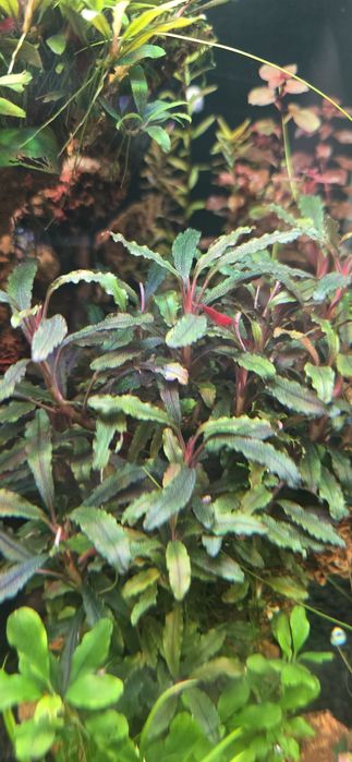 Буцефаландра  аквариумные растение