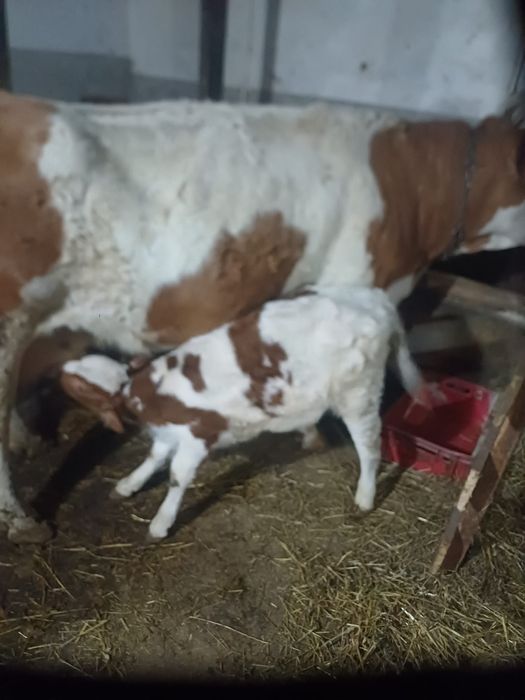 De vânzare 2 vițele vârsta aproape 2 luni