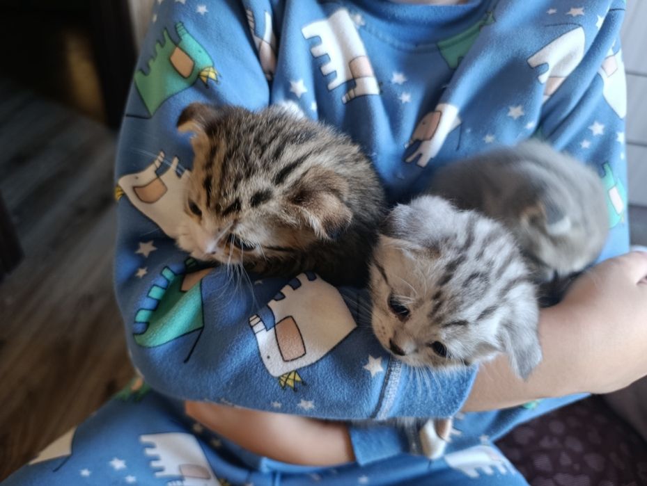 Отдам в хорошие руки