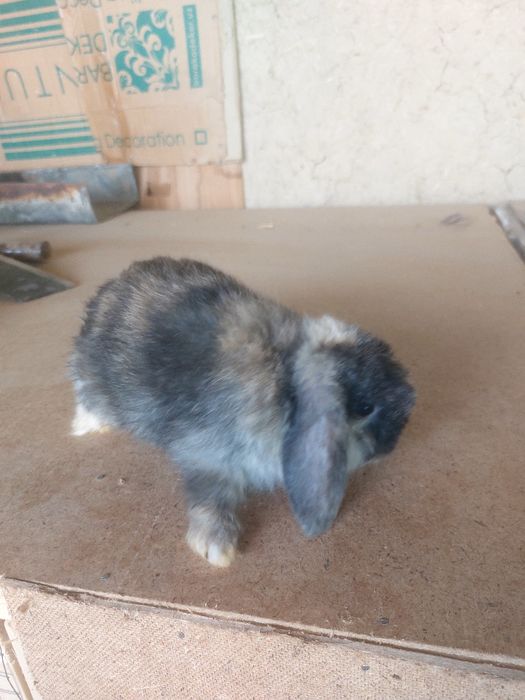 Quyonlar karlik baran 1,5 oylik yeb ichishi zor 100 %emlangan