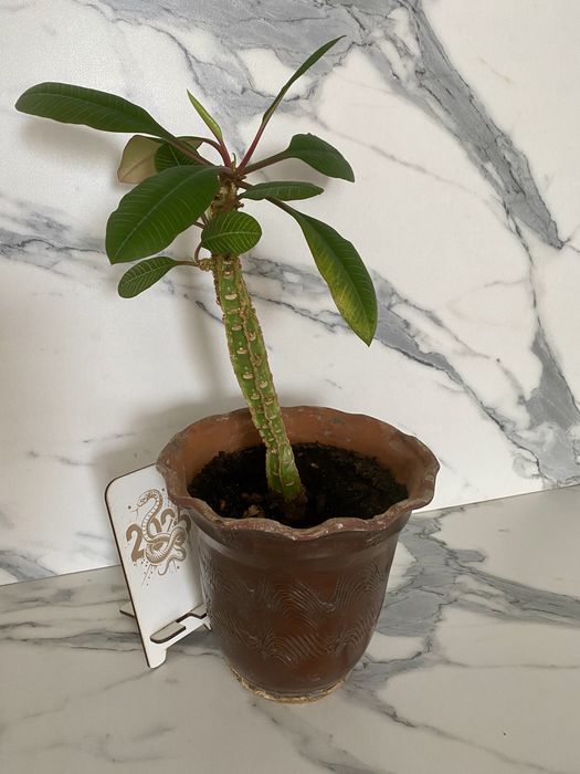 Комнатные цветы(растения)