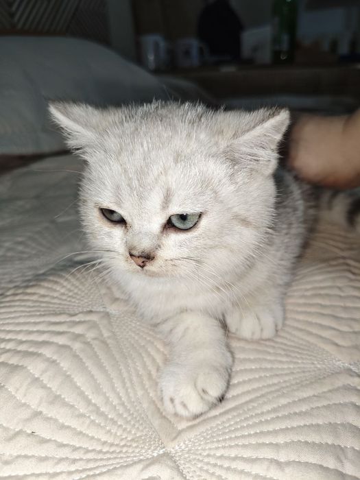 Шиншилла серебро с родословной