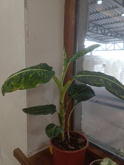 Диффенбахия гүлі