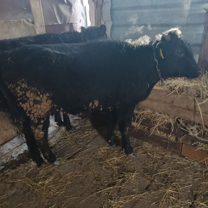 Продам  бычков, находится в Костанае