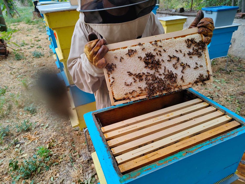 Пчелна рамка с мед / ПРОМО цена за цялото количество