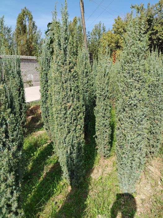 Archa ko'chatlar bor Xarhil turdagi.