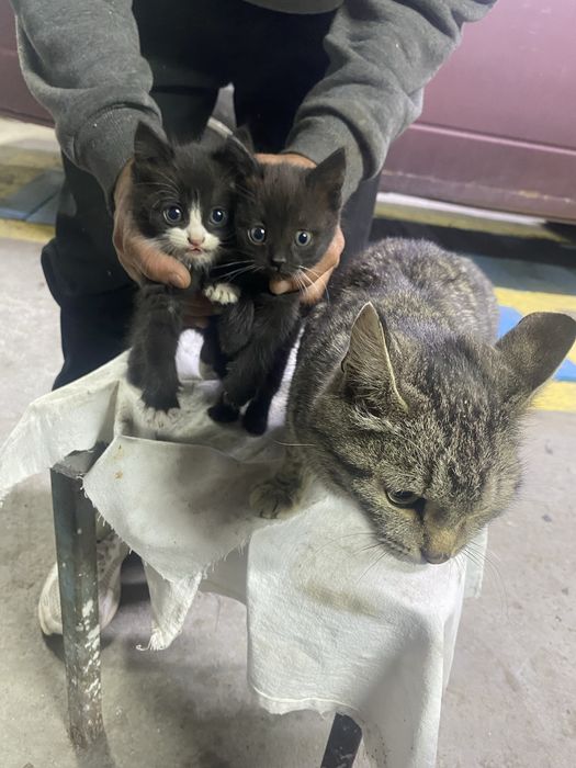 Дарю котят бесплатно