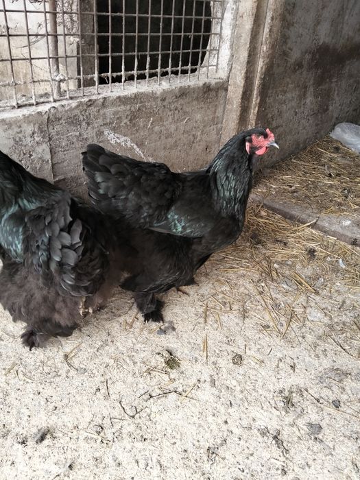 Vând oua găină brahma dark uriaș și blue
