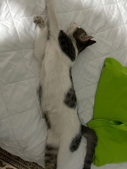 Домашнее животное